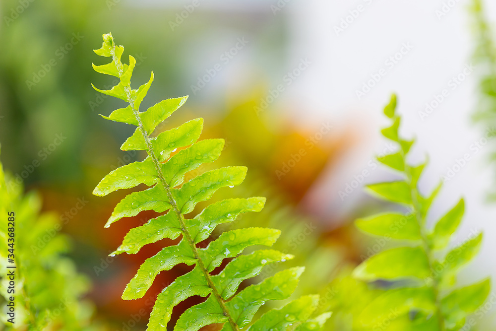 green fern leaves drop of water green fern leaves drop of water