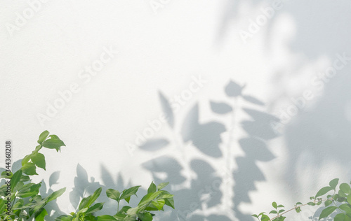 Leaves shadow and tree branch background.  Natural leaves tree branch shadows and sunlight dappled on white concrete wall texture