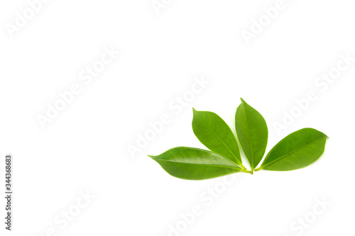 Green leaves on a white background © pandaclub23