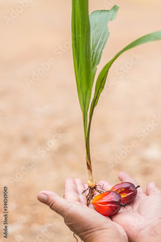 Palm oil from palm trees placed on the hands of gardeners represents cultivation.