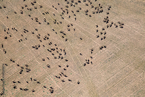 aerial view of sheep in the harsh countryside of Western Australia during drought photo