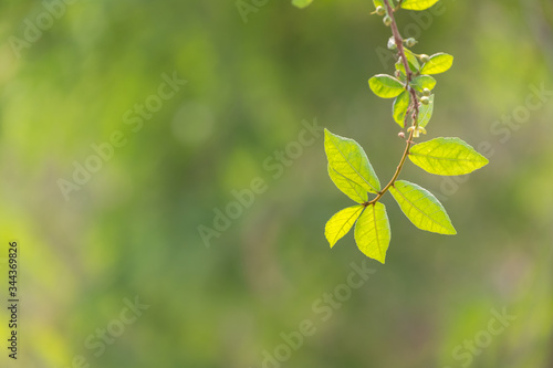 Close up of green leaf with blur nature