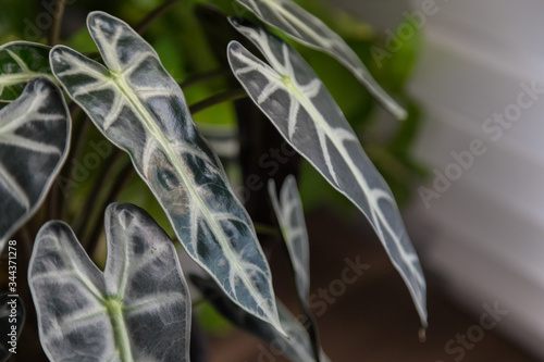 Bilde på lerret Alocasia sanderiana Bull