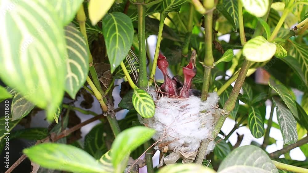 Baby birds waiting on their mother Baby birds waiting on their mother