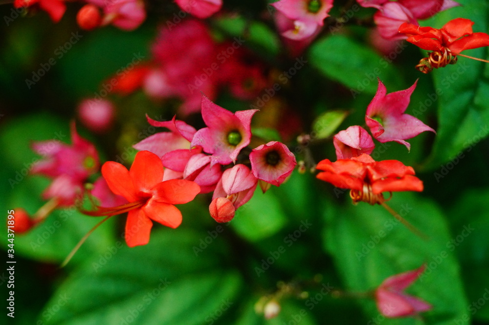Fototapeta premium Dragon spit bead flower plant