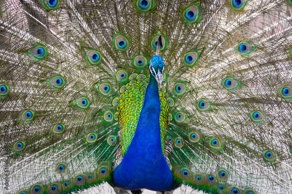 Obraz premium Male Peacock Displaying Colorful and Vibrant Plumage and Feathers