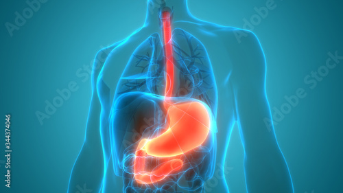 Foto Human Digestive System Stomach Anatomy