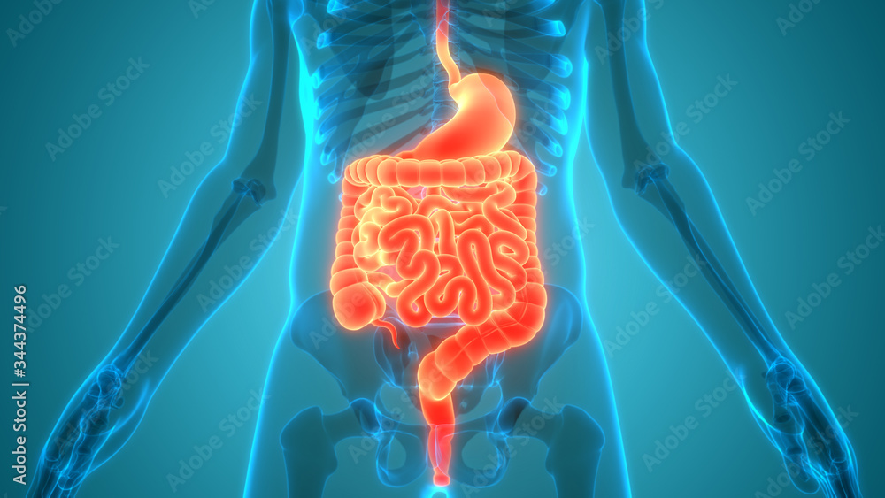 Foto Human Digestive System Anatomy