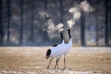 Selective focus shot of two red-crowned cranes breathing in a cold field in Kushiro, Hokkaido