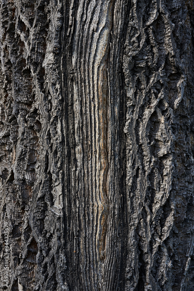 Obraz premium Old Wood Tree Texture Background Pattern.
