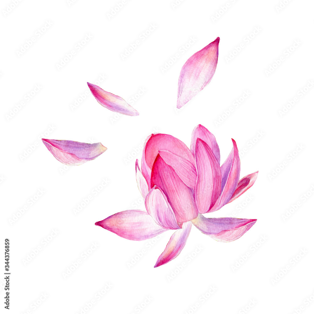 Obraz premium Set of watercolor vector botanical illustration Lotus flower pink. Symbol of India, yoga and meditation.