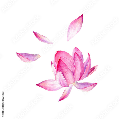 Set of watercolor vector botanical illustration Lotus flower pink. Symbol of India, yoga and meditation.