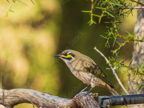 The Yellow-faced Honeyeater (Lichenostomus chrysops) is a medium-small, greyish-brown bird that takes its common name from distinctive yellow stripes on the sides of the head.
