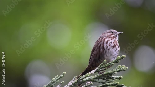 Song Sparrow-17sec