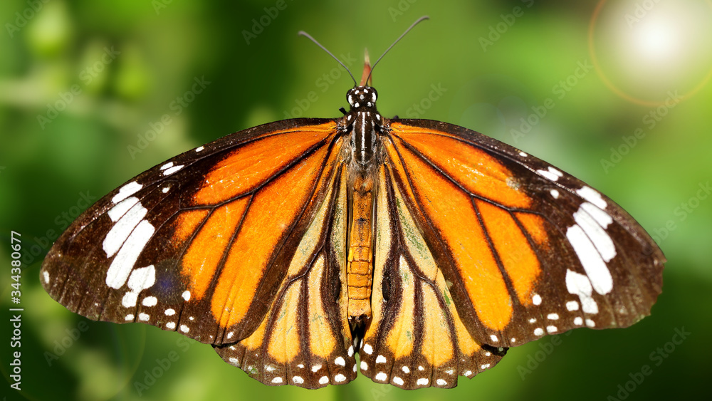 Fototapeta premium elegant orange monarch butterfly resting on a leaf wings wide open. macro photography of this gracious and fragile Lepidoptera in a tropical botanical garden in Chiang Mai, Thailand