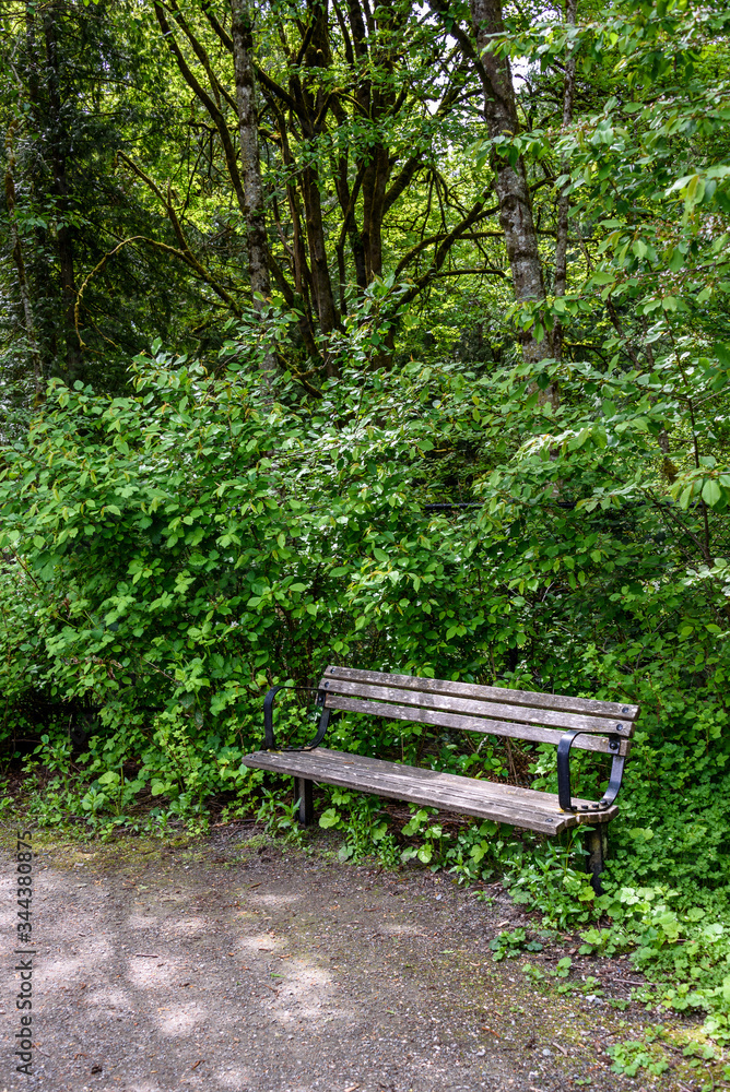Weathered wooden bench beside a gravel path, backed by overgrown bushes and trees
Weathered wooden bench beside a gravel path, backed by overgrown bushes and trees