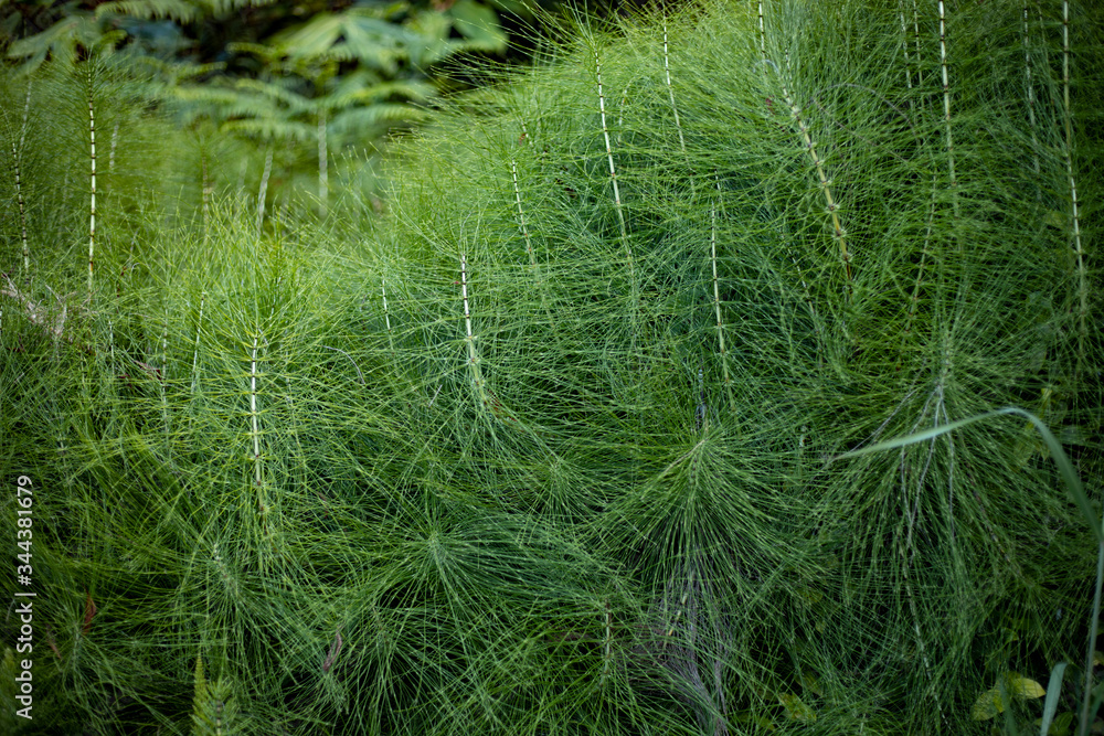 green grass in the wind green grass in the wind