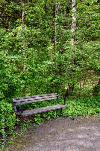 Weathered wooden bench beside a gravel path, backed by overgrown bushes and trees 