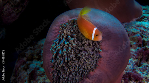 Rote Anemone mit Clownfisch