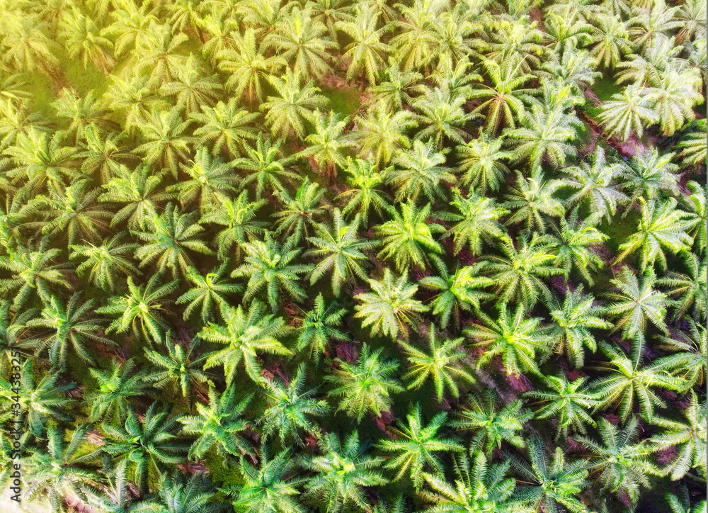 Palm oil plantation aerial view. Beautiful view from above taken by a drone. Palm oil plantation aerial view. Beautiful view from above taken by a drone.