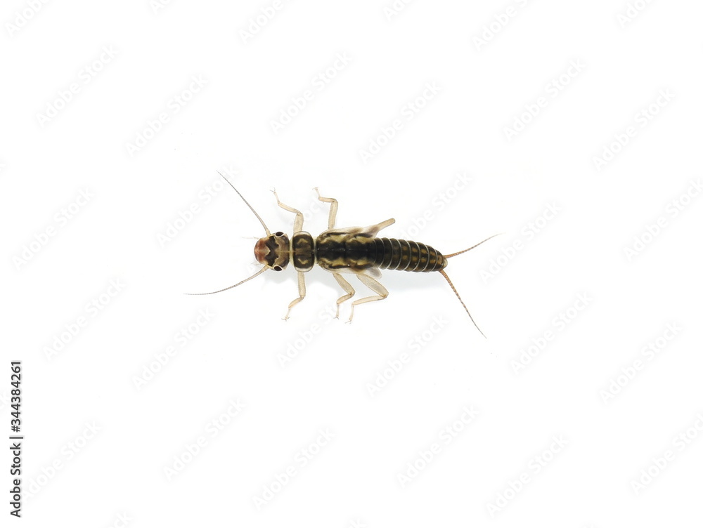 Stonefly Plecoptera nymph isolated on white background Stonefly Plecoptera nymph isolated on white background