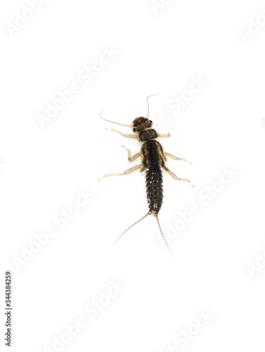 Stonefly Plecoptera nymph isolated on white background