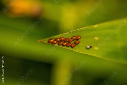 Butterfly Eggs. Aporia crataegi Eggs on Green Leaf Close-up. insects Egg Macro Photography with shallow depth of filed. Color eggs blur photo