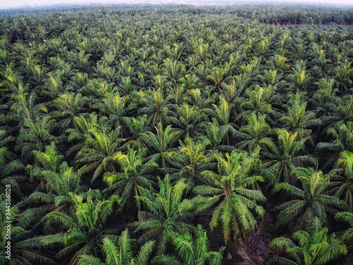 Palm oil plantation aerial view. Beautiful view from above taken by a drone. © fiz_zero