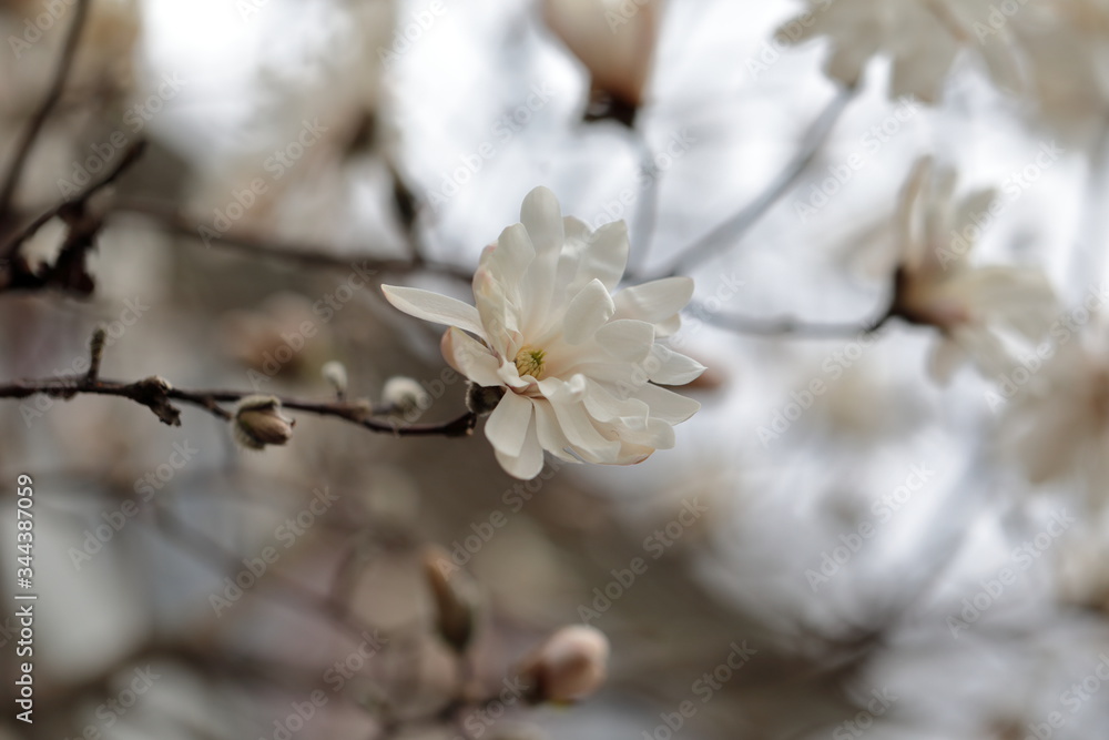White Magnolia flowers in spring season. White Magnolia flowers in spring season.