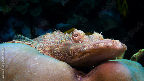 Krokodil Fisch in Indonesien photo