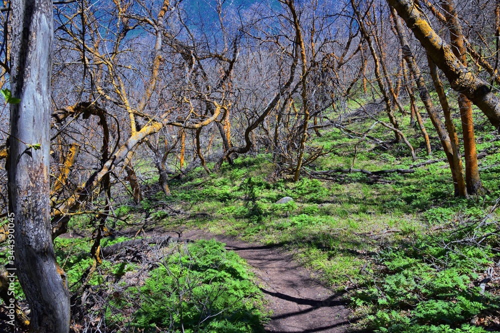 Fototapeta premium Hiking Trails in Oquirrh, Wasatch, Rocky Mountains in Utah early spring with leaves. Backpacking, biking, horseback through trees in the Yellow Fork and Rose Canyon by Salt Lake City. United States of