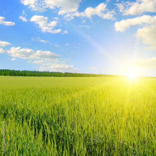 Green field  sun and blue sky.