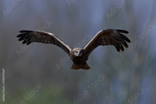 Western marsh harrier (Circus aeruginosus)