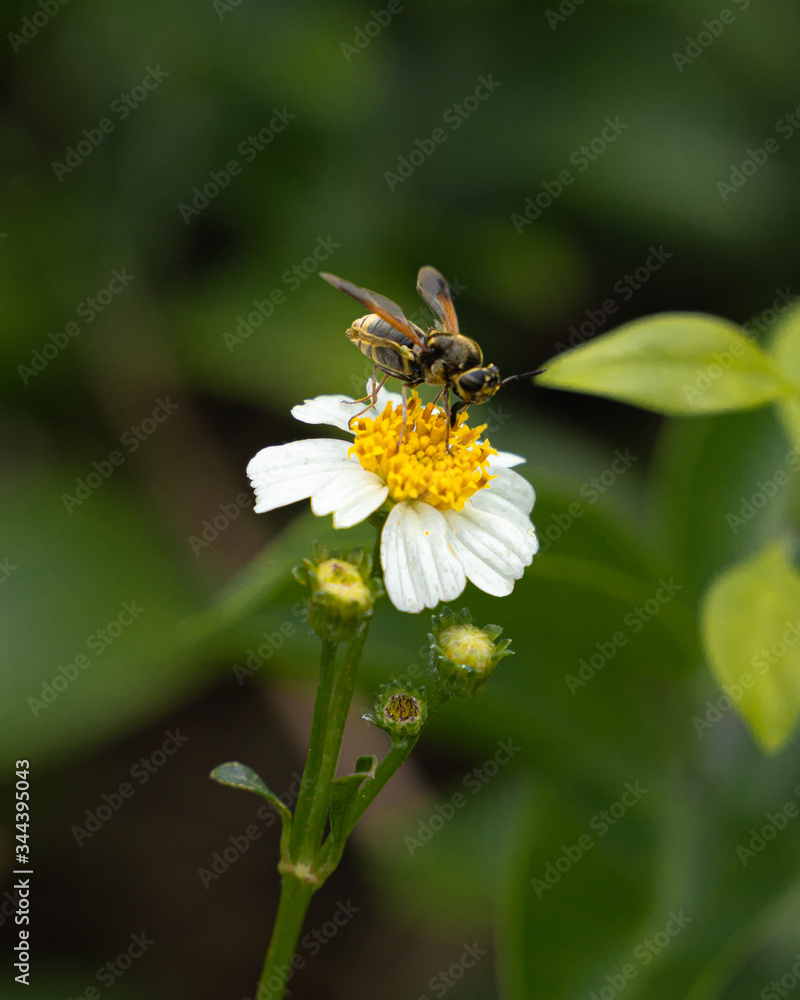 bee bee