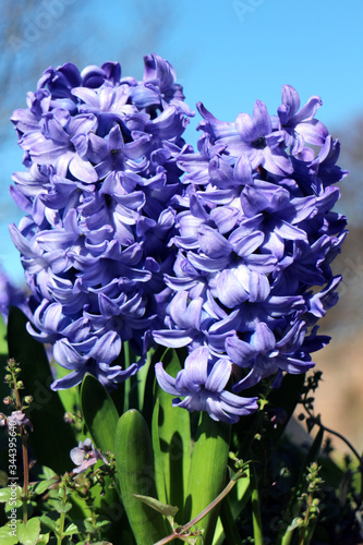 Delft Blue Lily photo