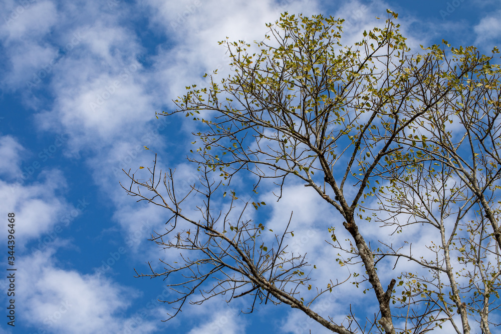 Upward view of treetop with cloudy blue sky background Upward view of treetop with cloudy blue sky background