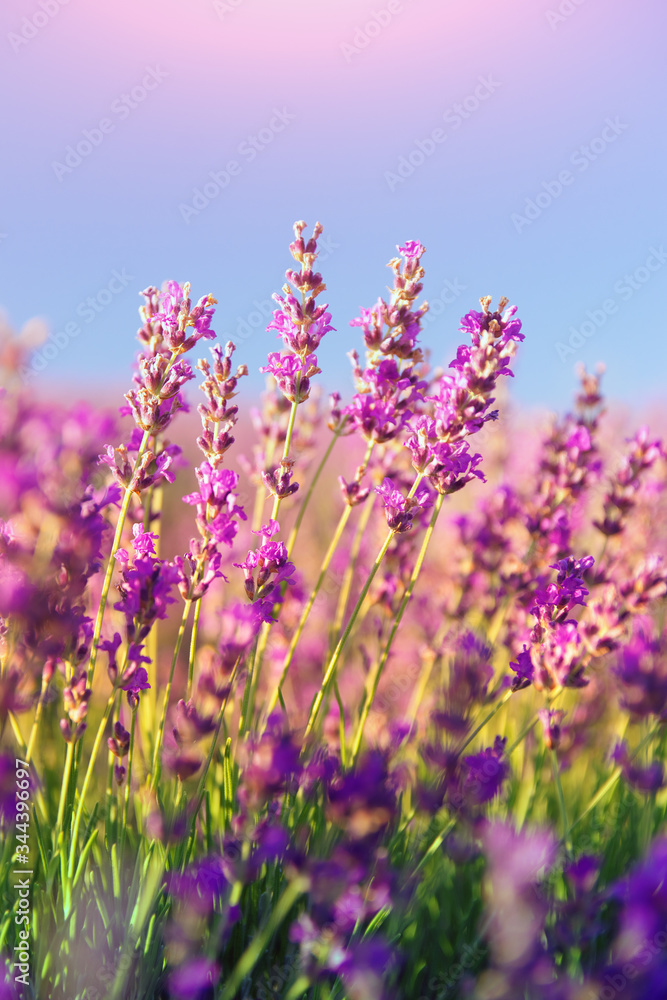 Fototapeta premium Łąka lawendy. Kompozycja natury.
