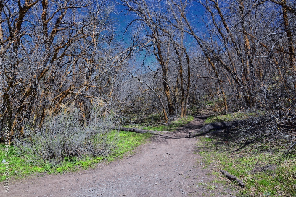 Hiking Trails in Oquirrh, Wasatch, Rocky Mountains in Utah early spring with leaves. Backpacking, biking, horseback through trees in the Yellow Fork and Rose Canyon by Salt Lake City. United States of Hiking Trails in Oquirrh, Wasatch, Rocky Mountains in Utah early spring with leaves. Backpacking, biking, horseback through trees in the Yellow Fork and Rose Canyon by Salt Lake City. United States of