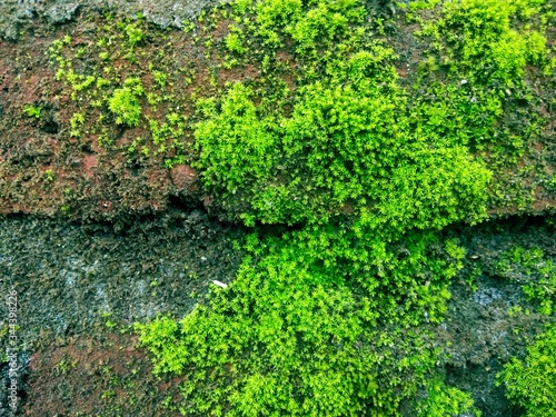 Close up of green moss on stone wall
