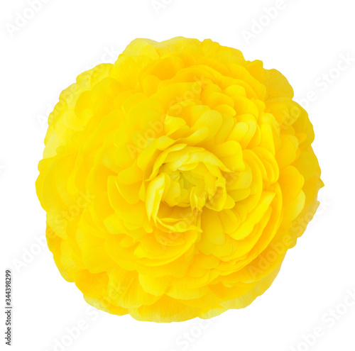 yellow buttercup