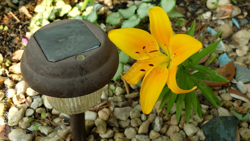 yellow lilly bloom in garden photo