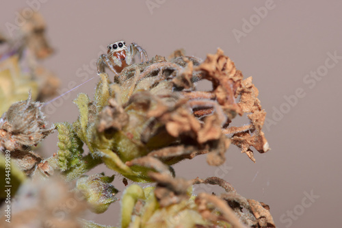 Fototapeta Naklejka Na Ścianę i Meble -  jumping spider stalking a plant