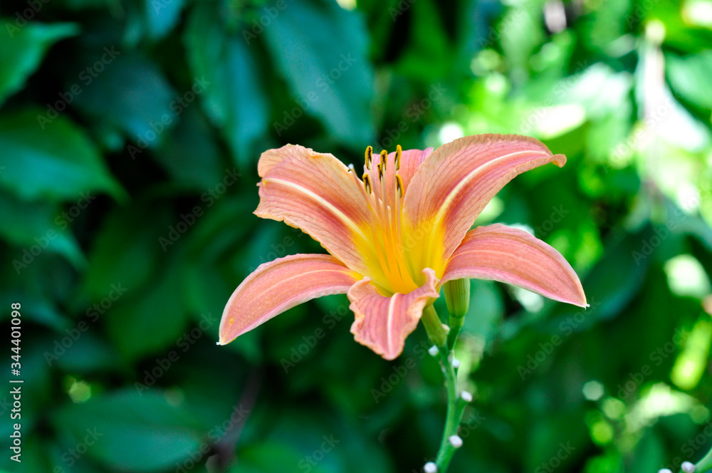 Beautiful flowers growing in the garden Beautiful flowers growing in the garden