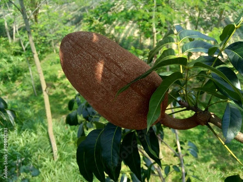 Close up swietenia mahagoni (mahoni, mauni) flower with natural background. Mahogany is a straight-grained, reddish-brown timber of three tropical hardwood species of the genus Swietenia. photo