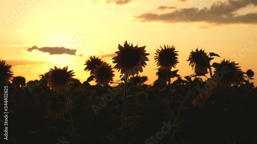 silhouette of a beautiful field with summer sunflowers in rays of bright sun. Harvest ripens in field. field of yellow sunflower flowers. sunflower sways in wind. agricultural business concept