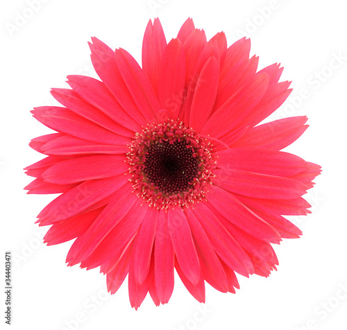 red gerbera