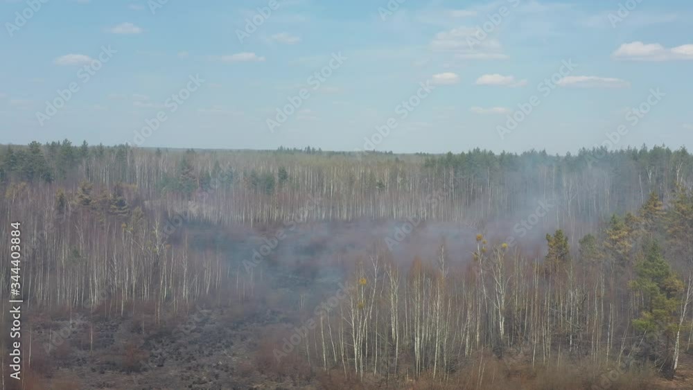 Forest after forest fire. The grass burns. The forest is covered with thick smoke. Huge areas of trees have been destroyed by fire and human activity. Climate and environmental issues. Global warming. Forest after forest fire. The grass burns. The forest is covered with thick smoke. Huge areas of trees have been destroyed by fire and human activity. Climate and environmental issues. Global warming.