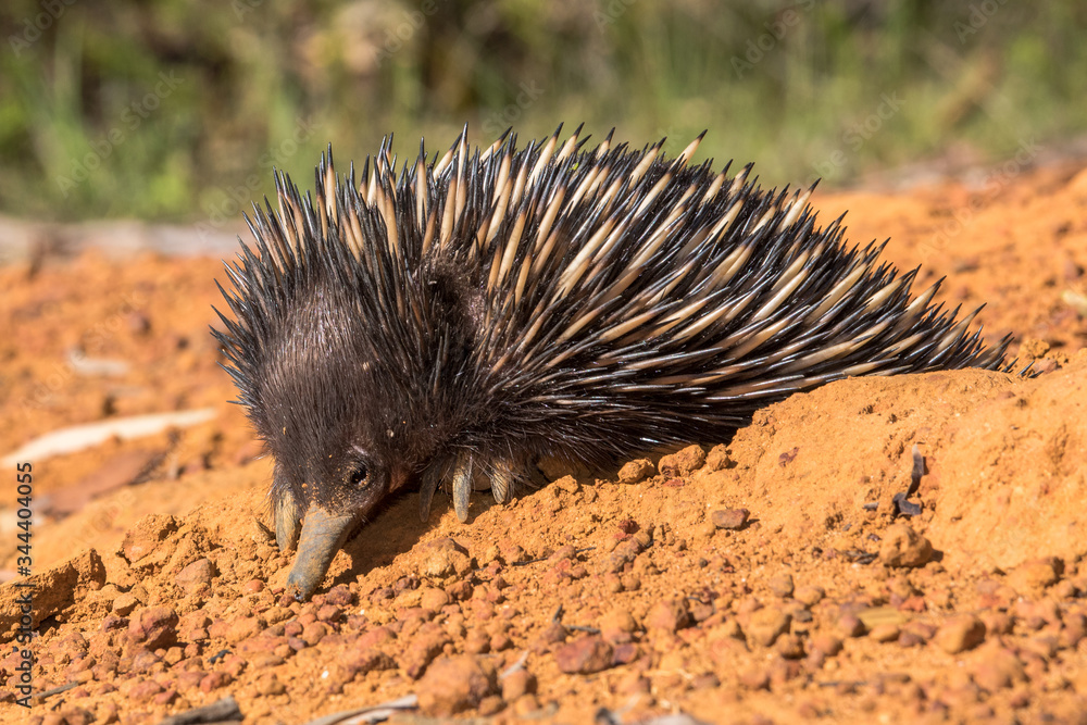 Photography Short-beacked Echidna digging a hole