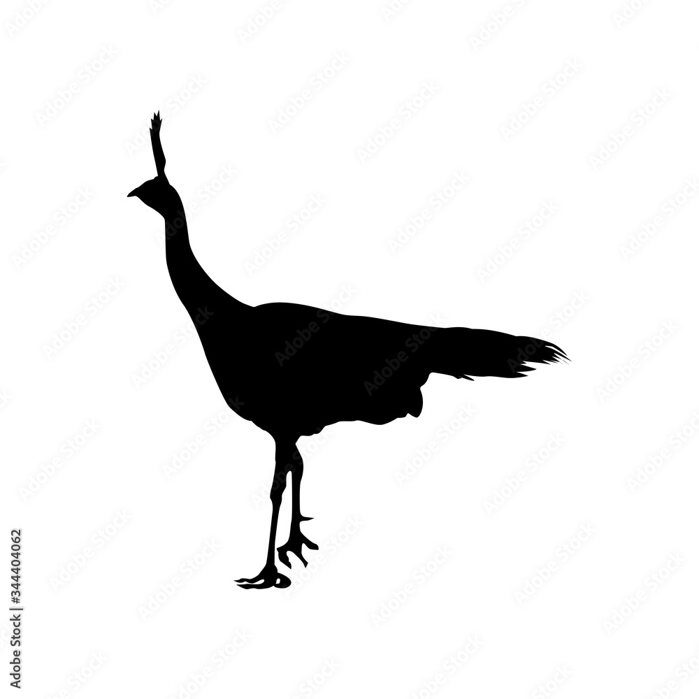 Vector silhouette of pheasant isolated on white background. Template for design. Vector silhouette of pheasant isolated on white background. Template for design.