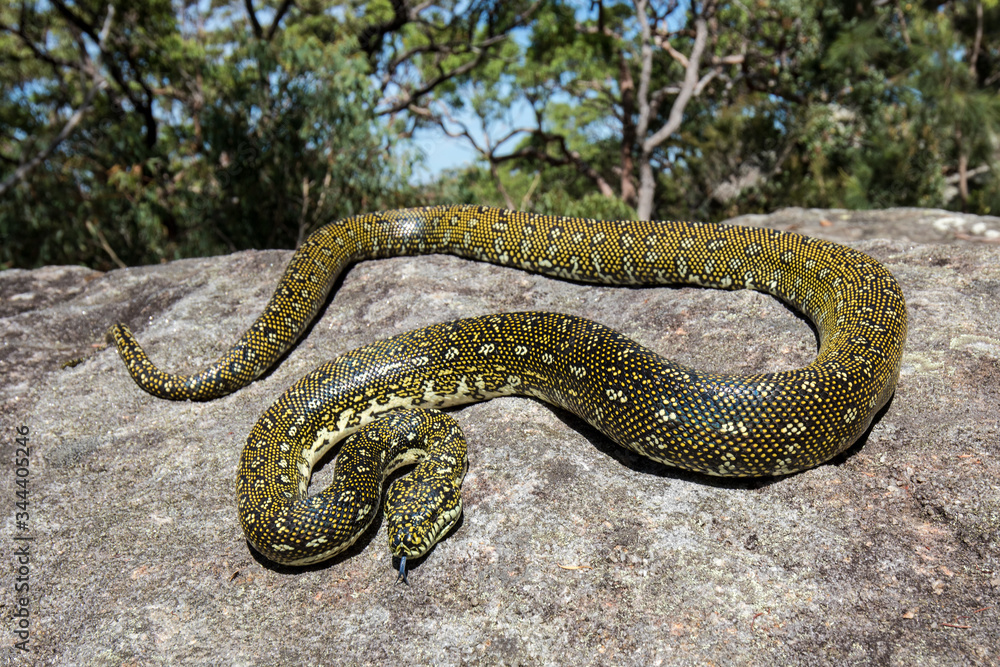 Diamond Python resting on sandstone rock Diamond Python resting on sandstone rock